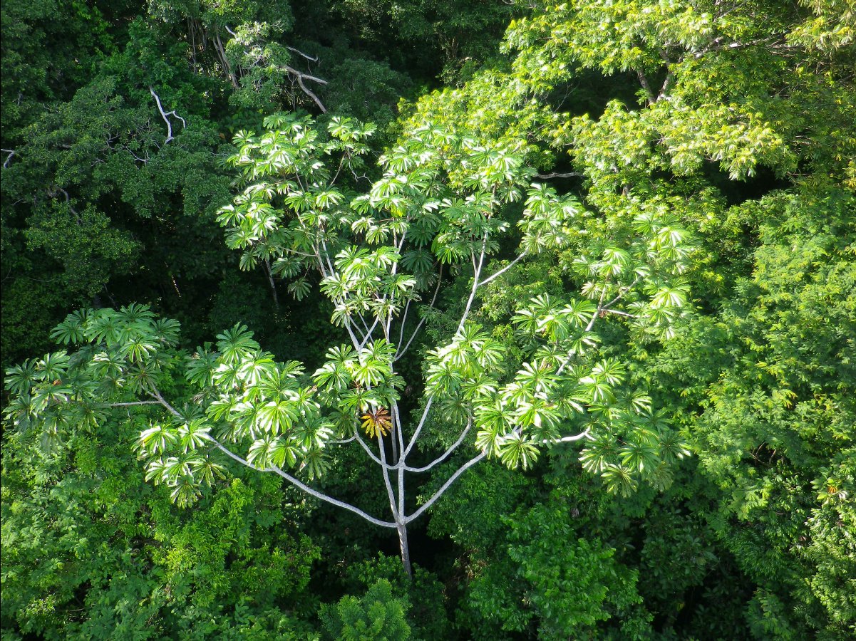 Canopy Tower10